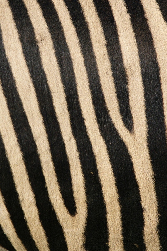 Zebra - 640x960 Wallpaper - teahub.io
