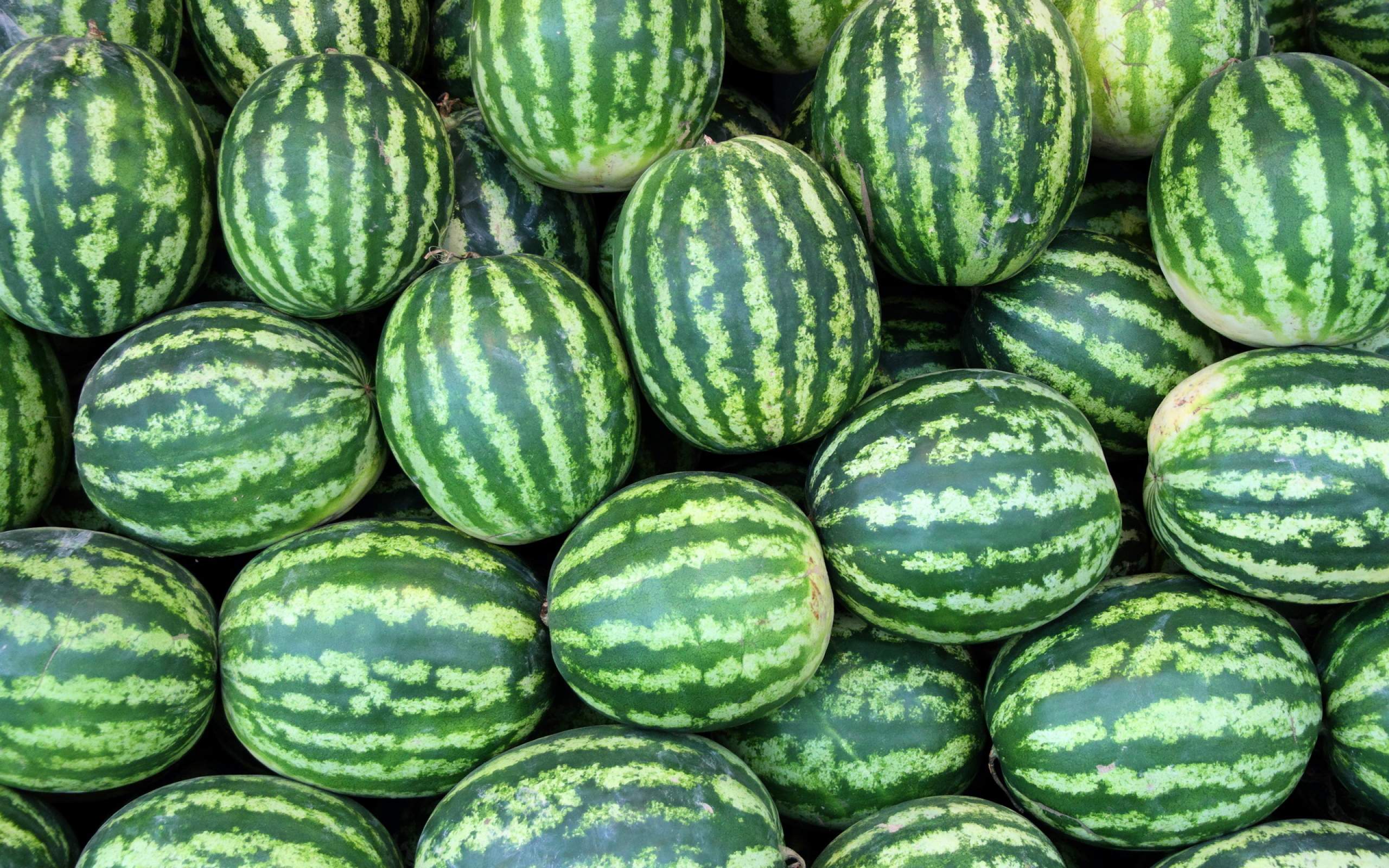 Watermelon Pile - 2560x1600 Wallpaper - teahub.io