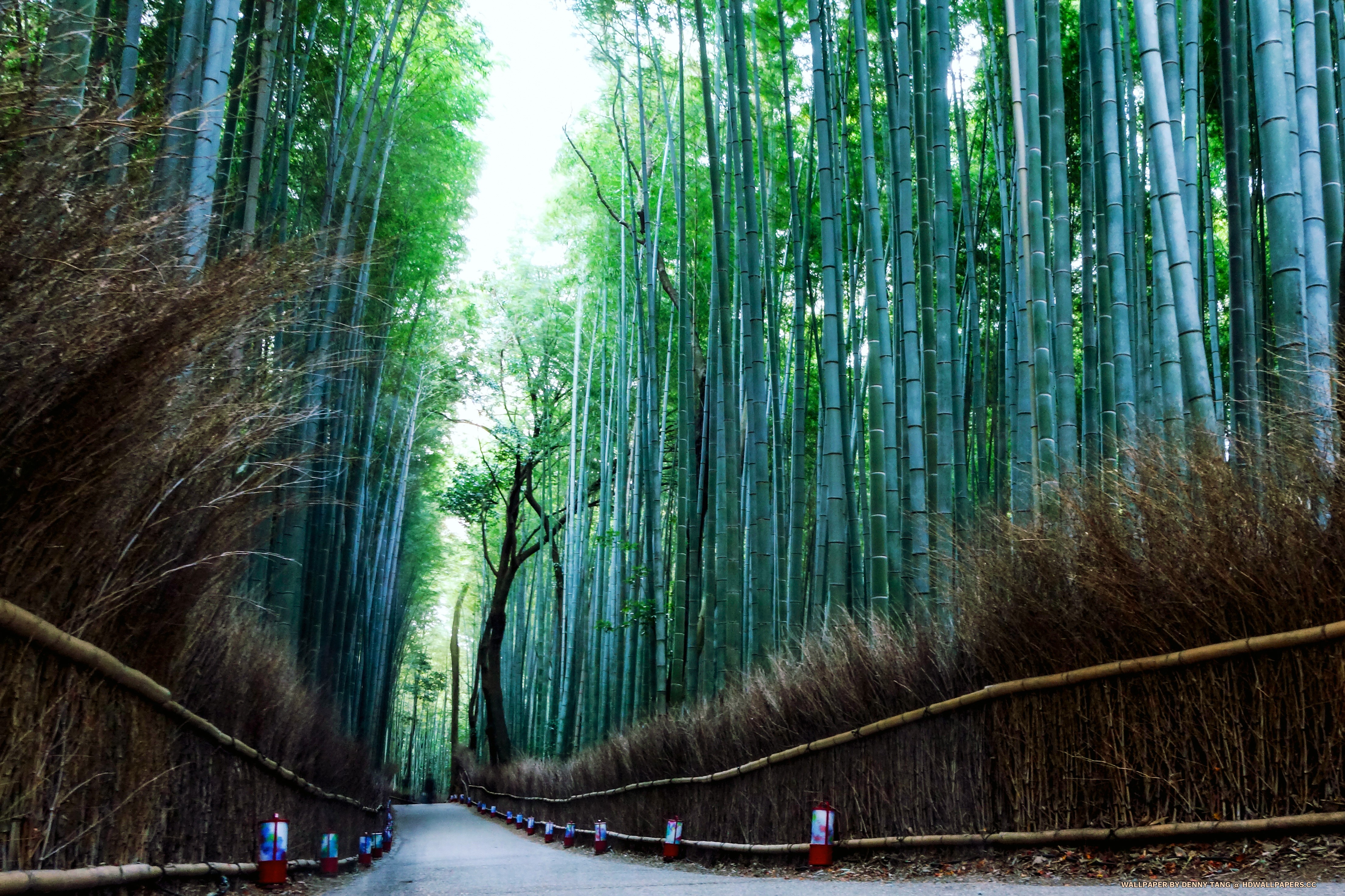 Arashiyama - Arashiyama 4k - HD Wallpaper 