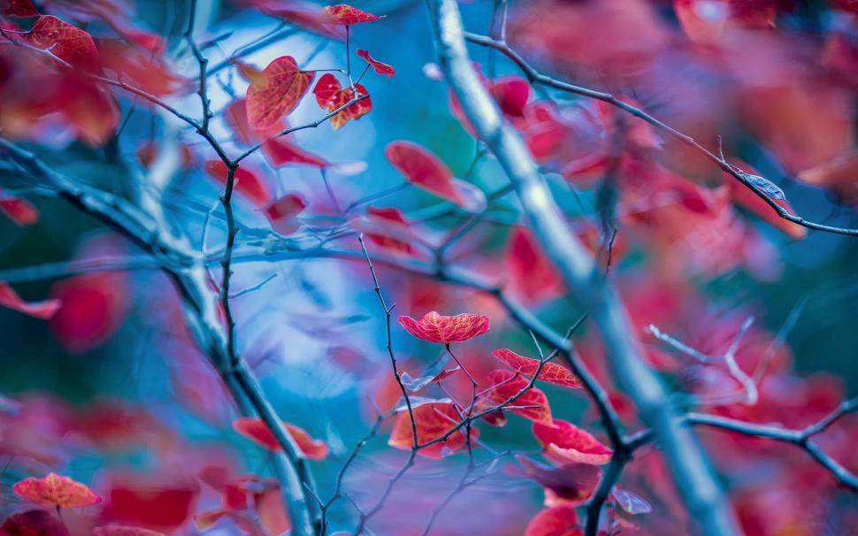 Red Leaves, Twigs, Autumn, Blur Background Wallpaper,red - Full Hd Blur ...