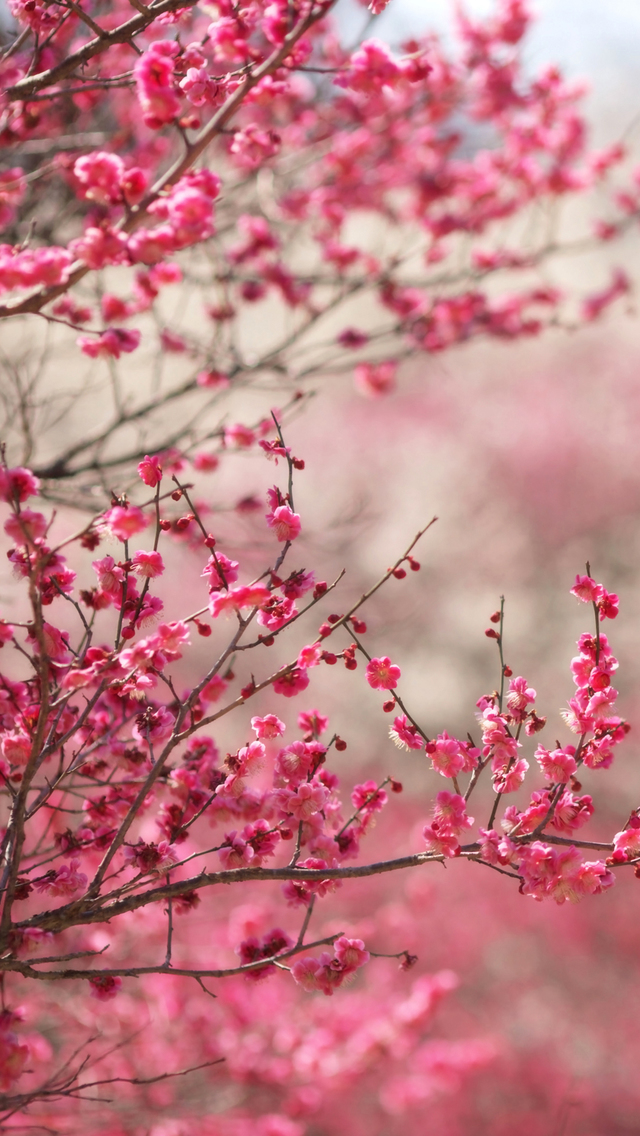 Pink Peach Wallpaper - Cherry Blossom Wallpaper Hd For Mobile ...