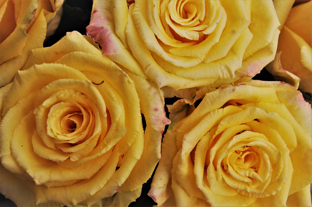 Yellow, Roses, Rose, Garden, Gift, Mother S Day, Plant, - Rose - HD Wallpaper 