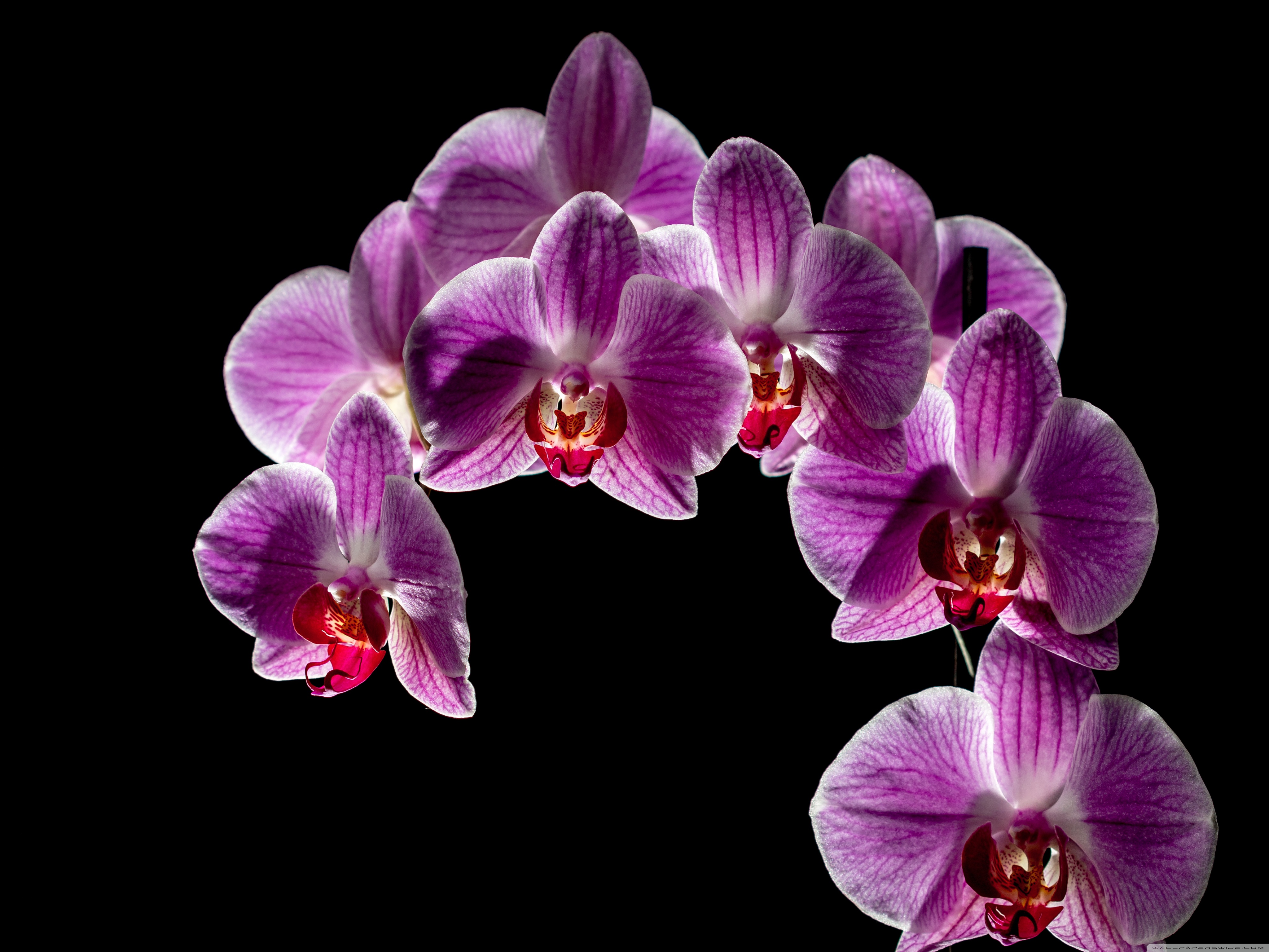 Purple Orchid Black Background - HD Wallpaper 