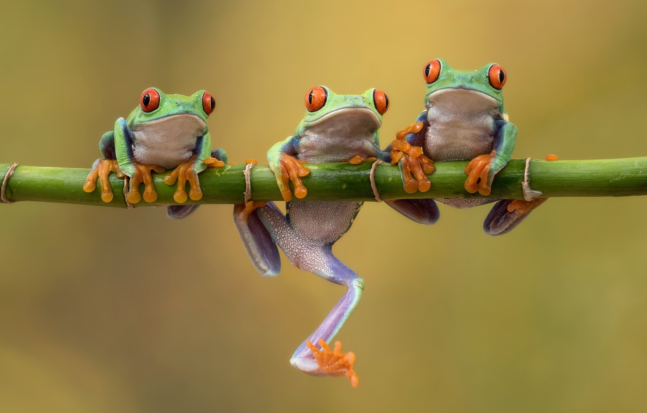 Photo Wallpaper Background, Bamboo, Frogs, Trio, Trinity, - Red Eyed ...
