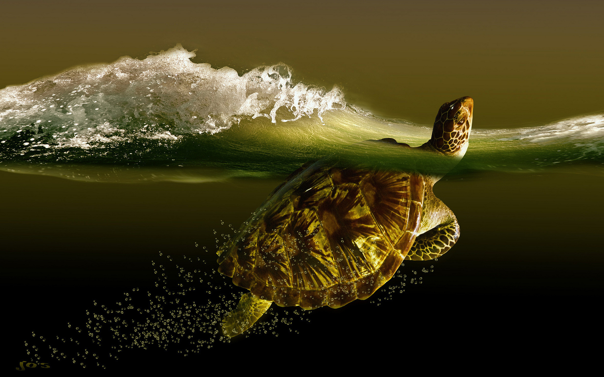 3d Turtle Wallpaper Hd - 1920x1200 Wallpaper - teahub.io