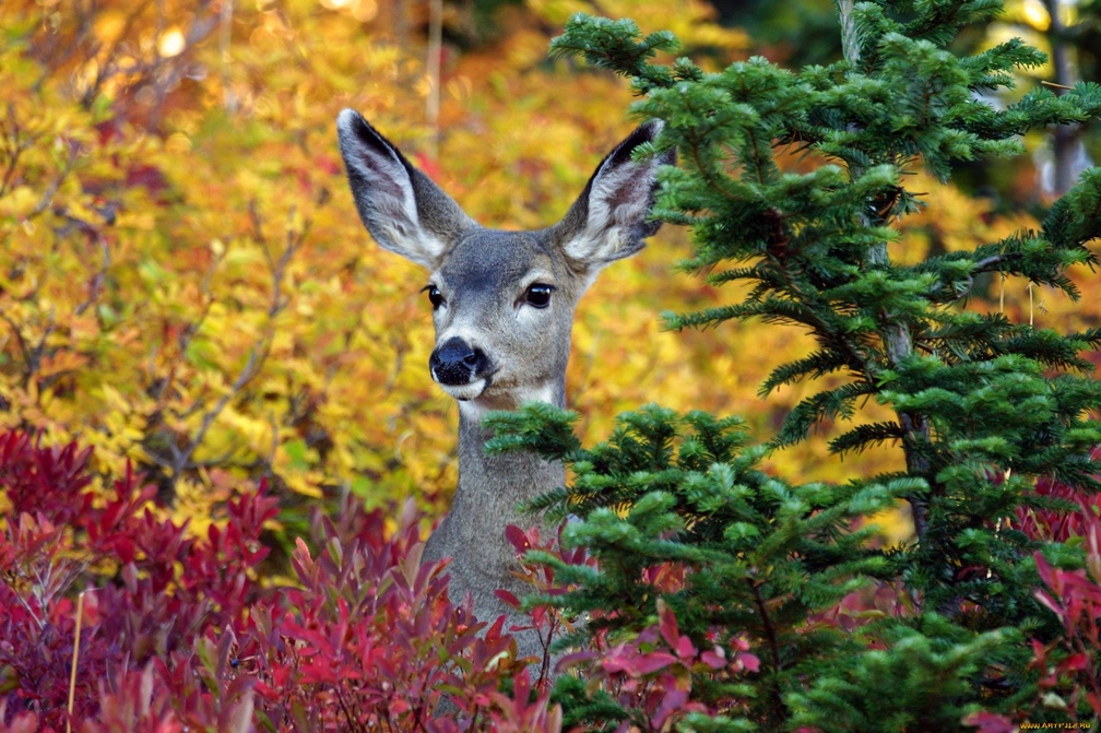 Fall Background With Deer - HD Wallpaper 
