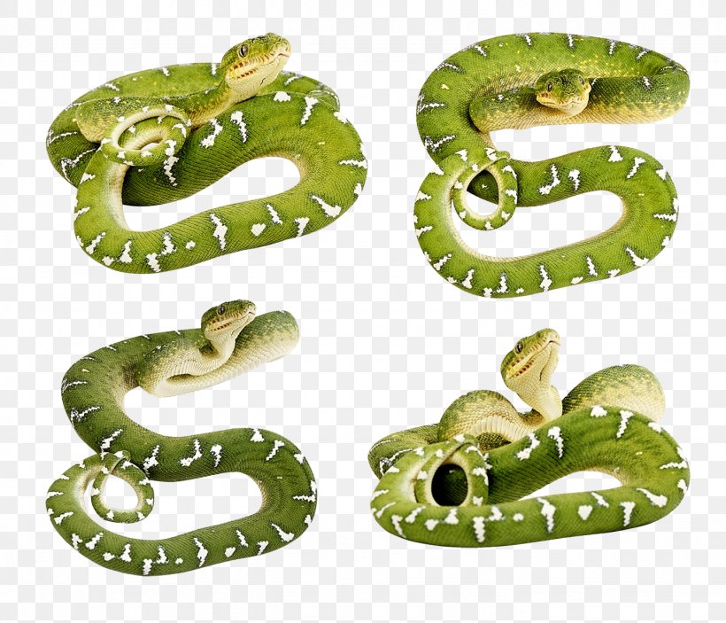 Smooth Green Snake Desktop Wallpaper Clip Art, Png, - Green Snake No  Background - 820x703 Wallpaper 