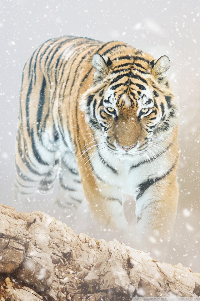 Tiger Hunting Iphone - 640x960 Wallpaper - teahub.io