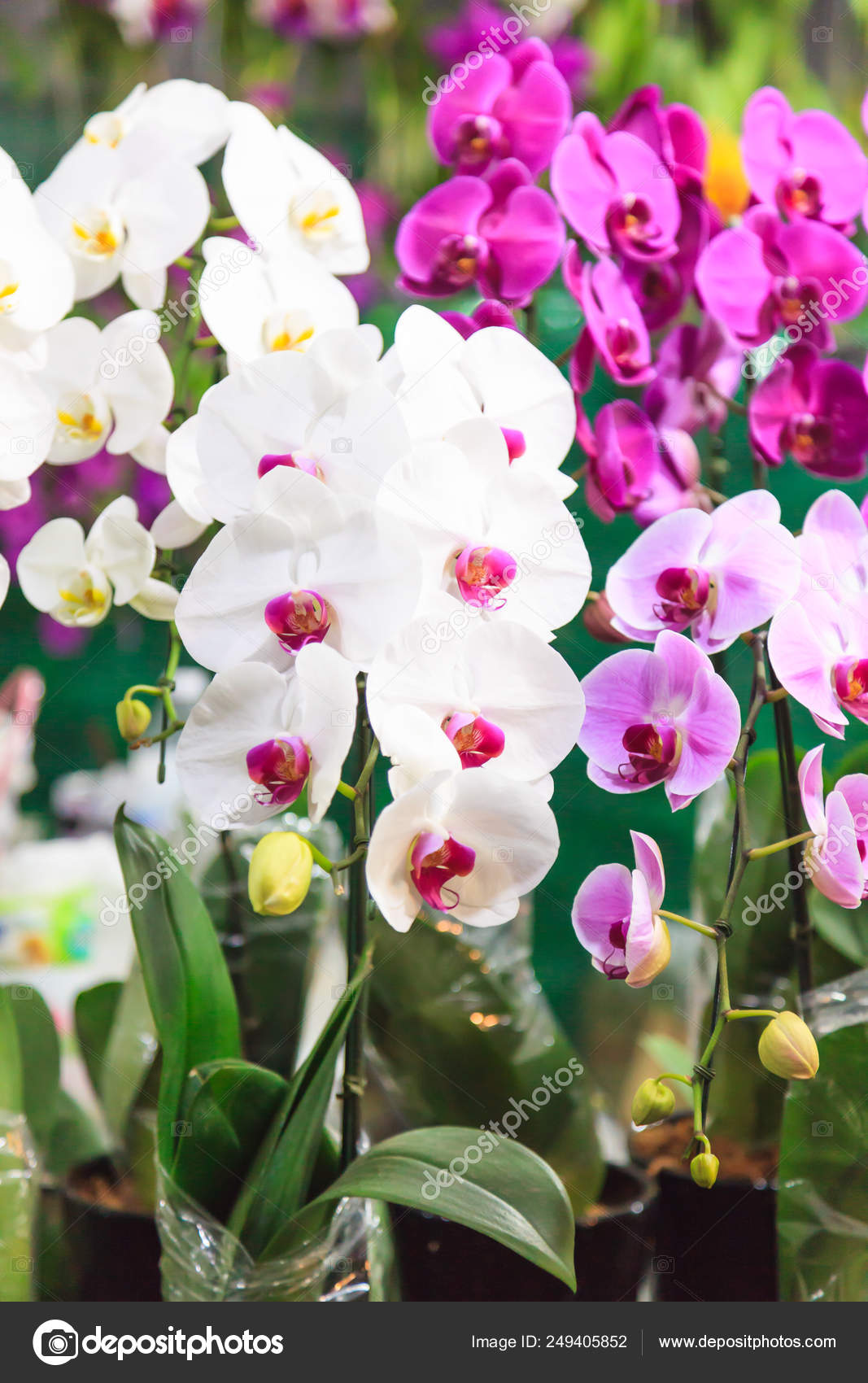 Orquideas En Arreglos Florales - HD Wallpaper 