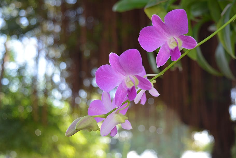 Thai Orchid Flower Flowers Thai Orchid Thai Orchid Thai Orchid 910x607 Wallpaper Teahub Io