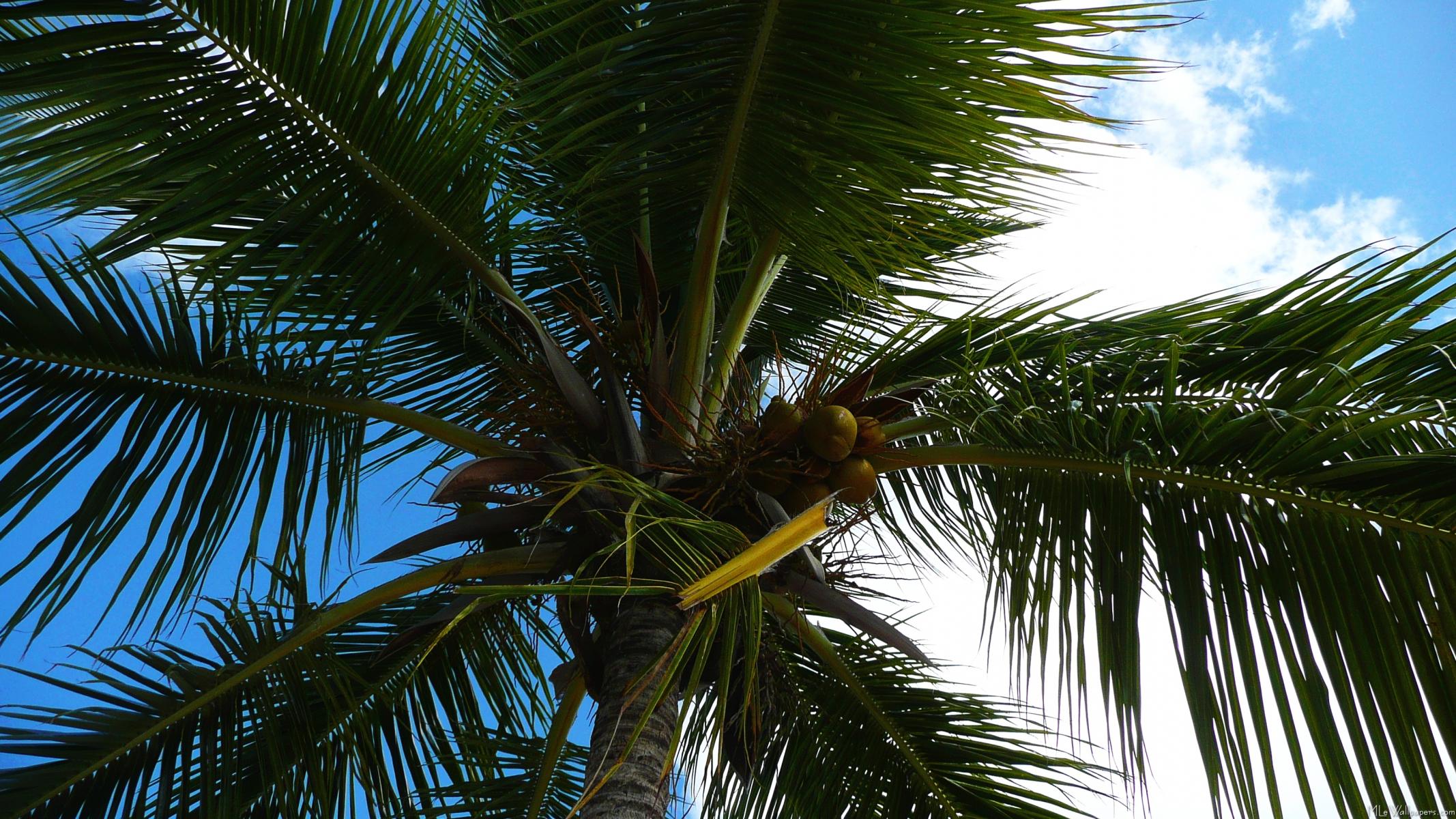 What Did The Hurricane Say To The Coconut Palm Tree