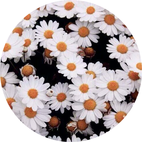 #sticker #flowers #picsart #margarita #circle #wallpaper - Wallpaper ...