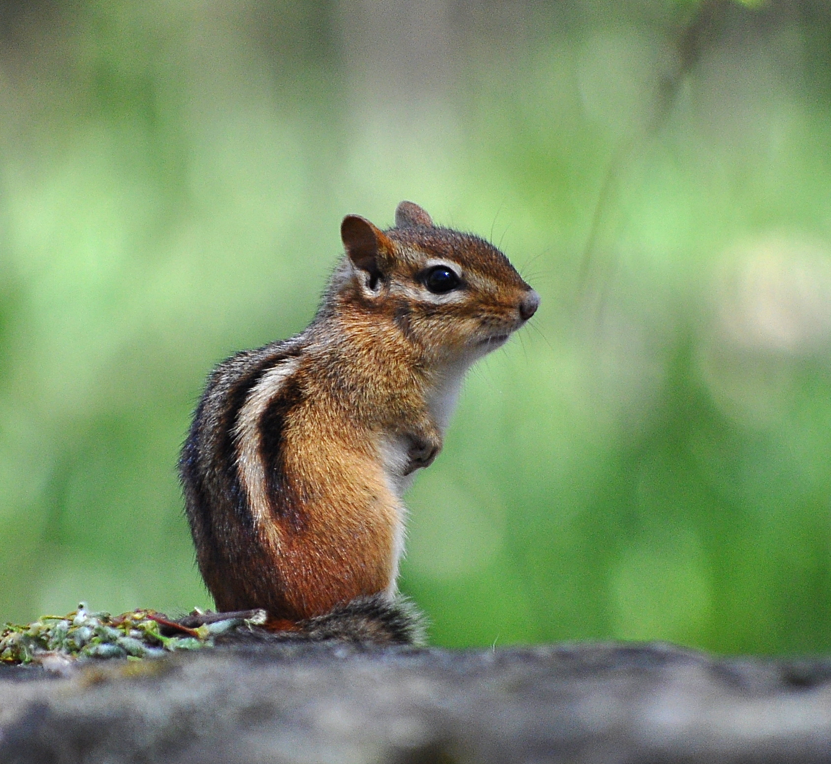 Chipmunk In The Forest - HD Wallpaper 