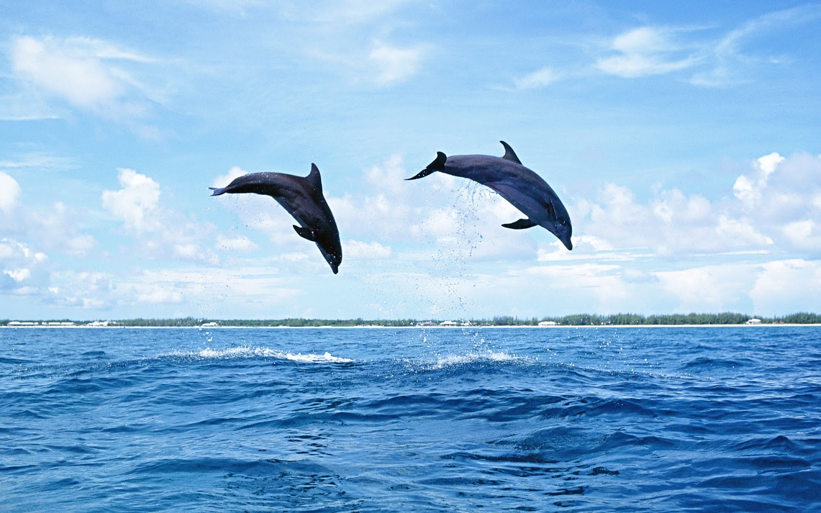 Dolphin Wallpapers Hd Pictures One Hd Wallpaper Pictures - Dauphin Qui Saute Haut - HD Wallpaper 