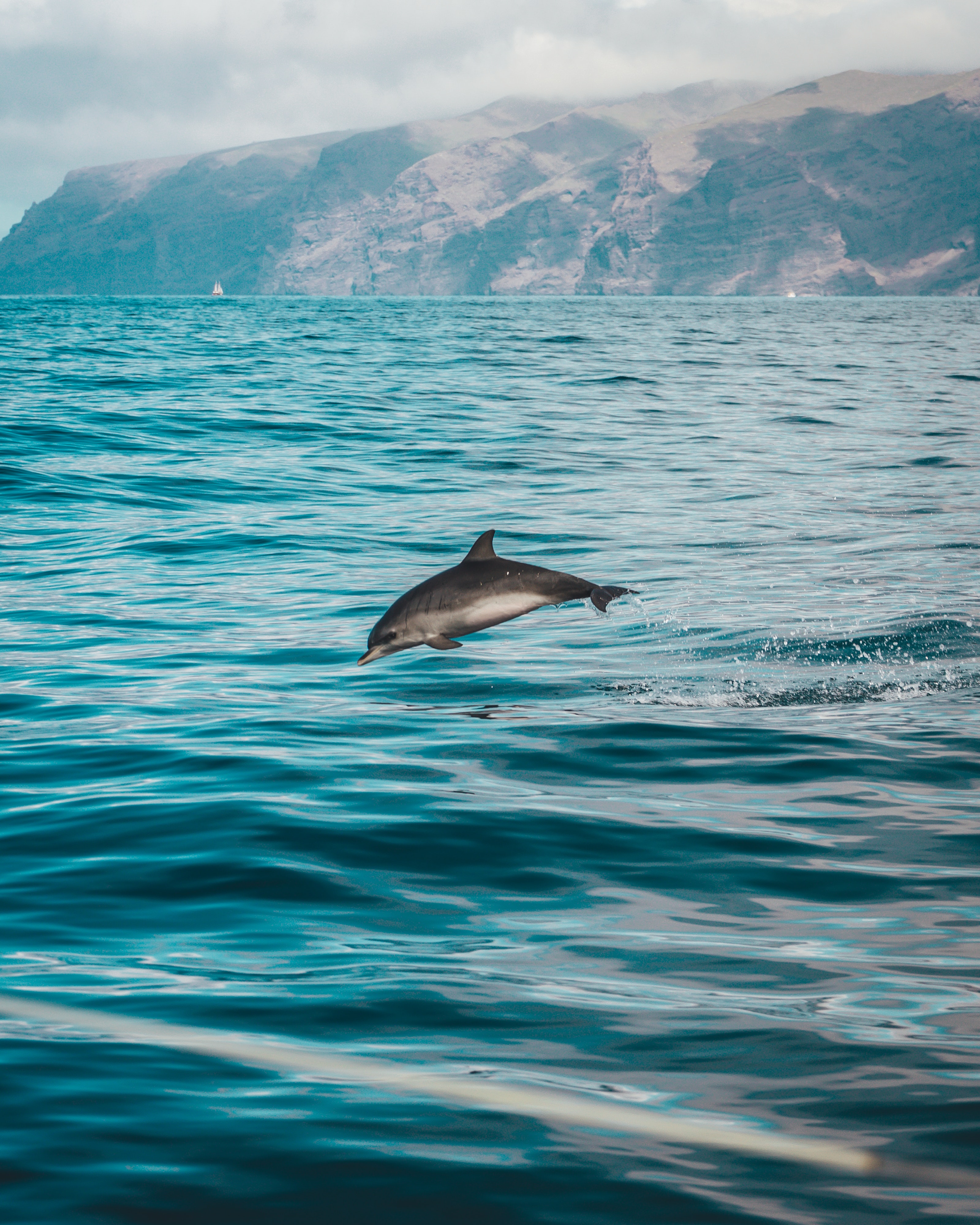 Dolphin - HD Wallpaper 