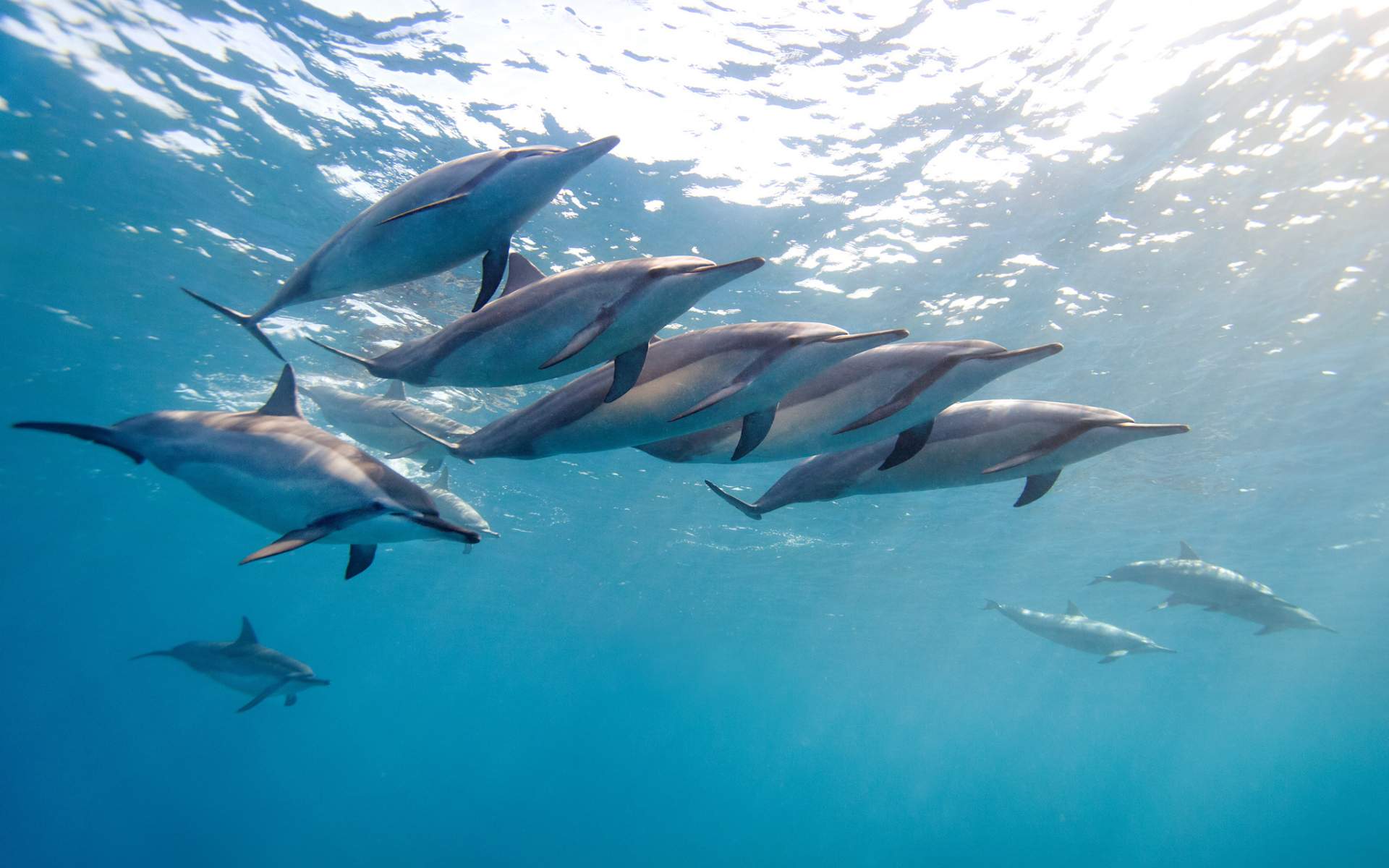 School Of Dolphins - HD Wallpaper 