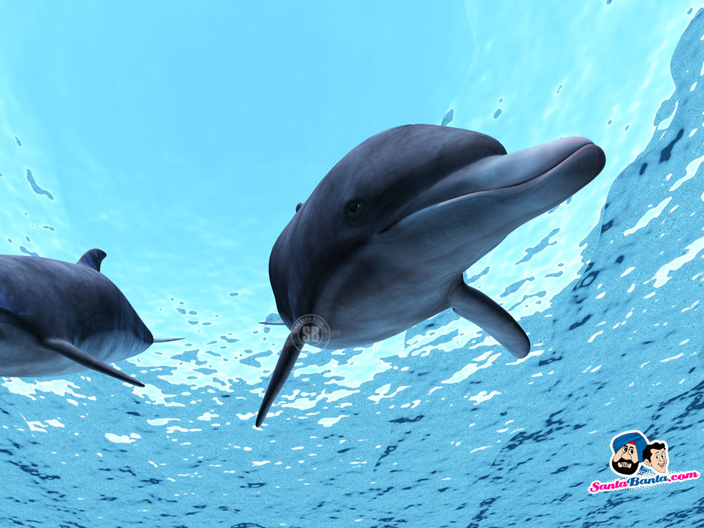 Dolphins Wallpaper - Hot - HD Wallpaper 
