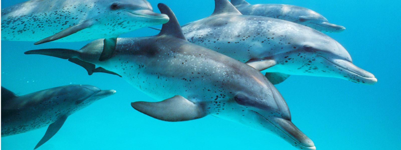 Wallpapers Of Dolphins Hd, - HD Wallpaper 