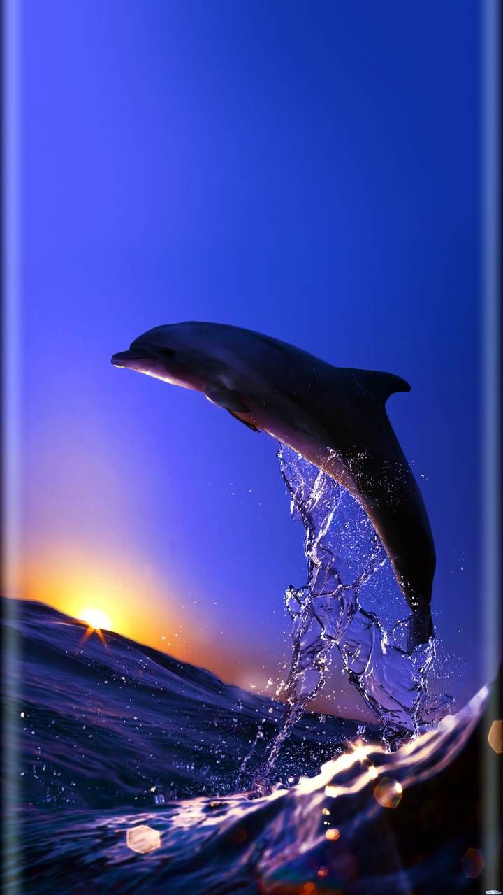 Dolphins Jumping Out Of The Sea - 720x1280 Wallpaper - teahub.io