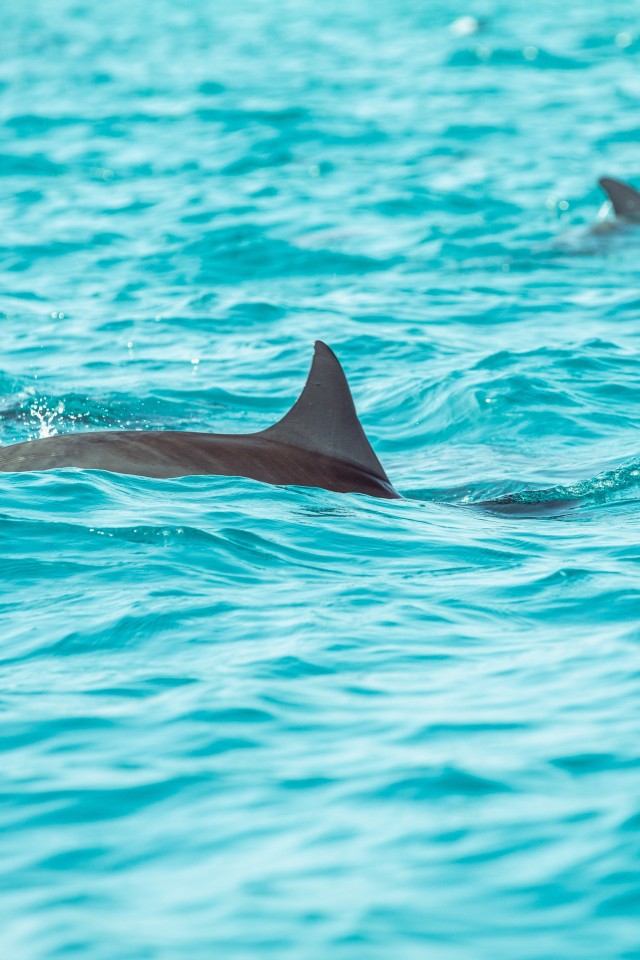 Dolphin, Water - HD Wallpaper 