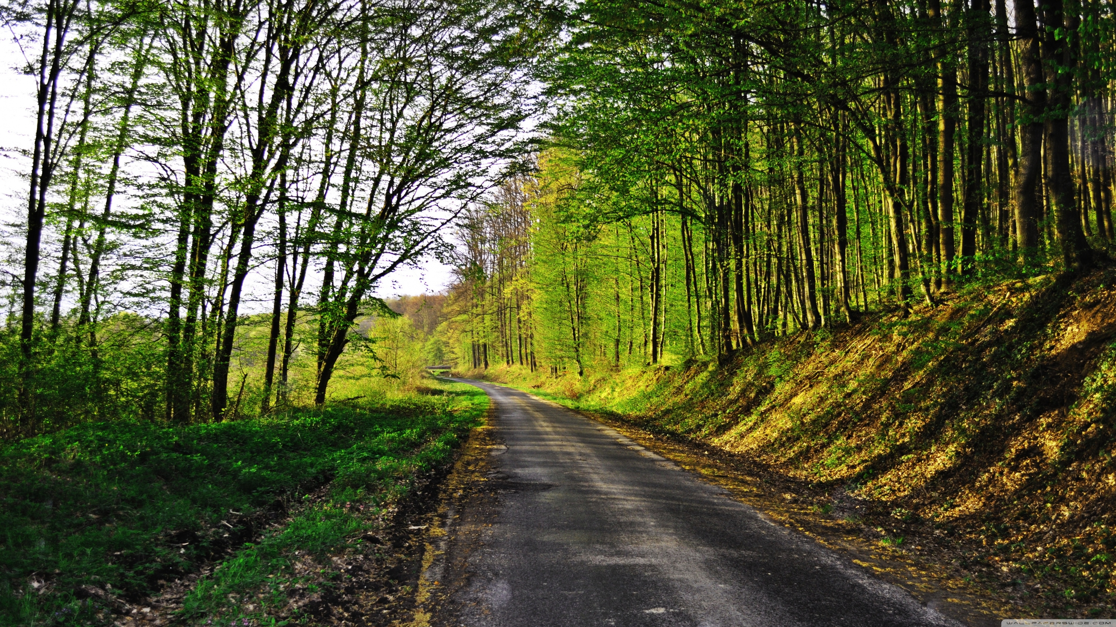 Forest Road - 森林 道路 - 3840x2160 Wallpaper 