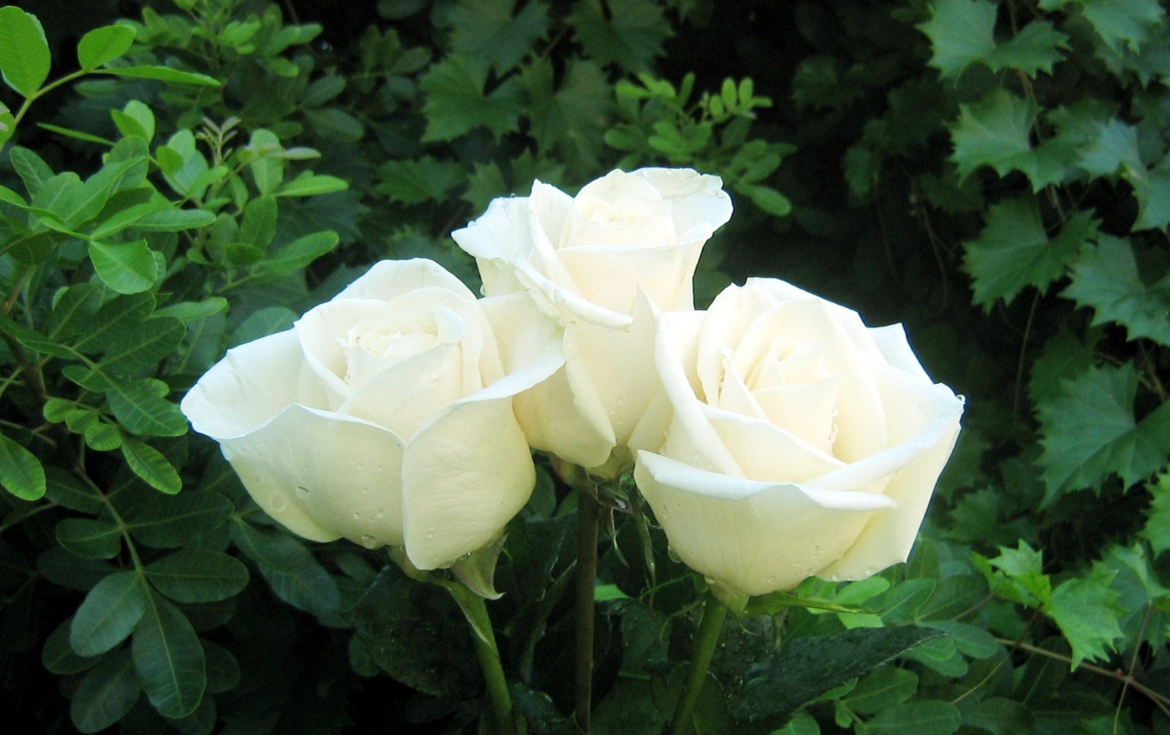 Nice White Roses Wallpapers - White Rose Image Download - HD Wallpaper 