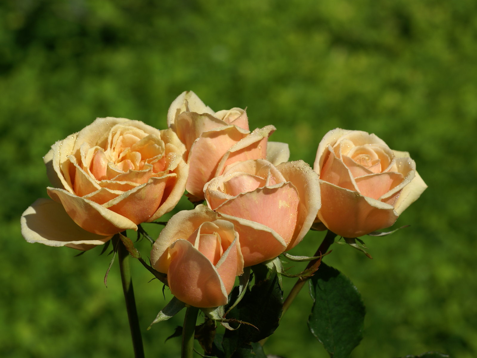 Most Beautiful Peach Roses - Rosas Color Melocoton - 1600x1200 Wallpaper -  
