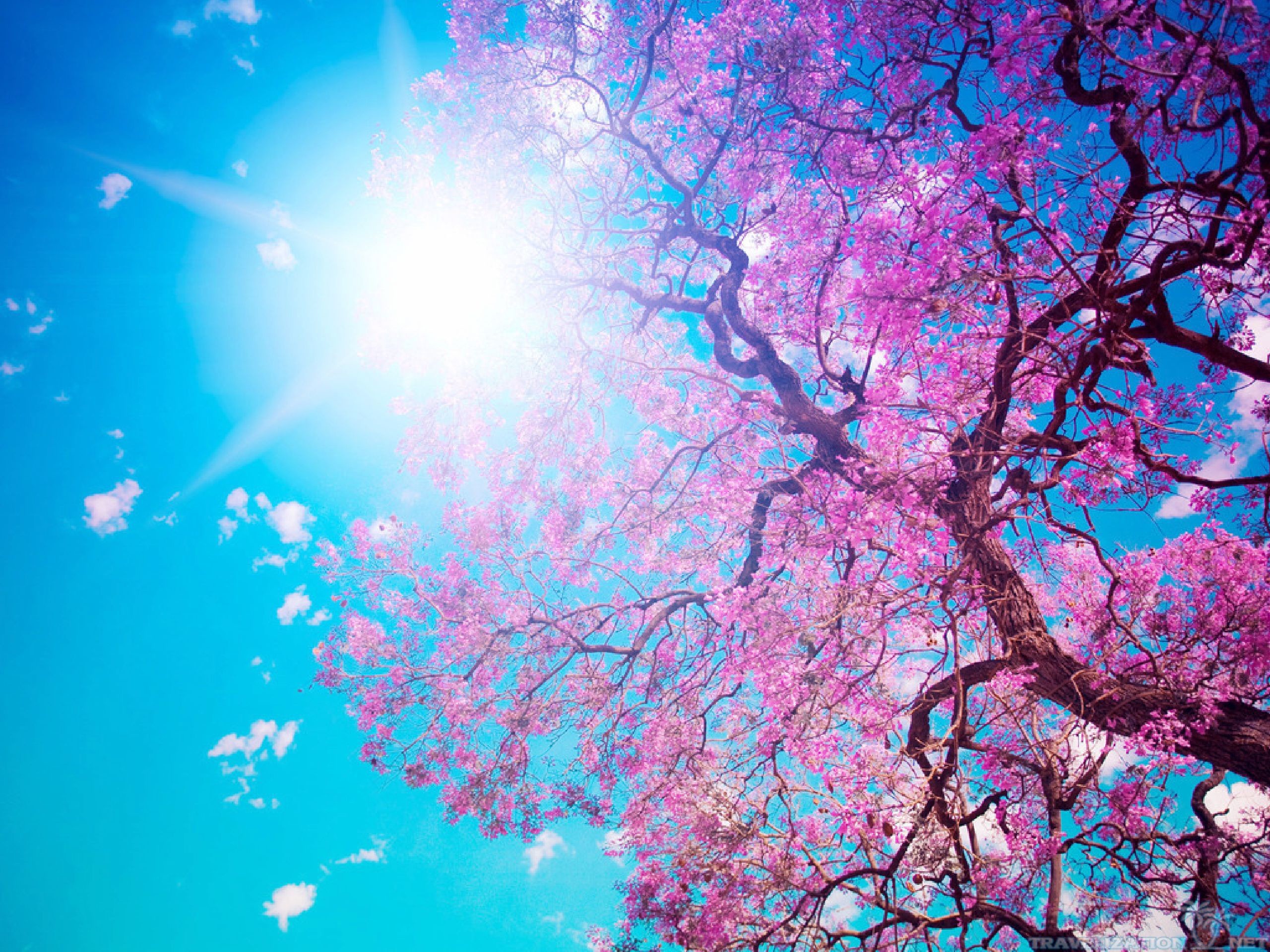 You Can Find Beautiful Tree Wallpapers In Many Resolution - Nike Sb Hd -  2560x1920 Wallpaper 