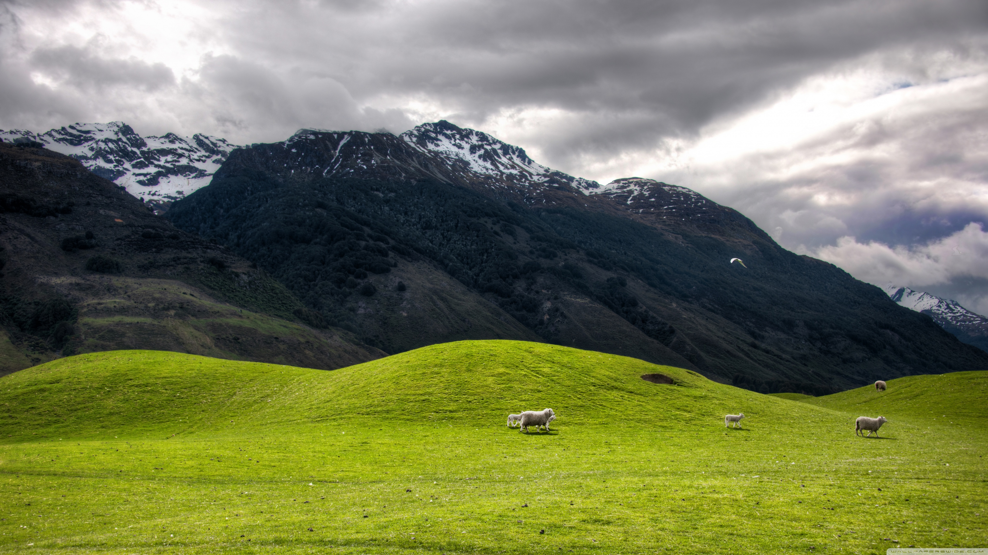 New Zealand Hills - HD Wallpaper 