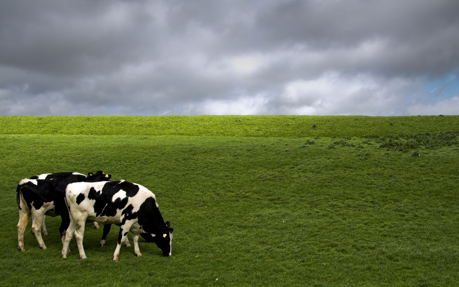 Vacas En Un Prado - HD Wallpaper 