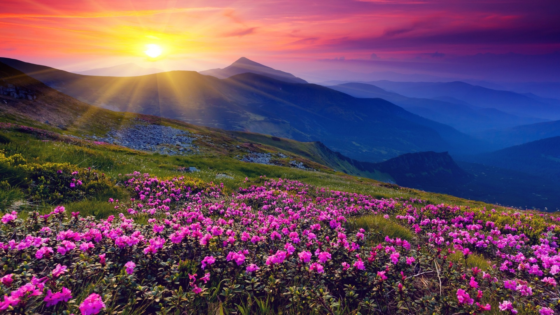 Wallpaper - Beautiful Mountains And Flowers - 1920x1080 Wallpaper