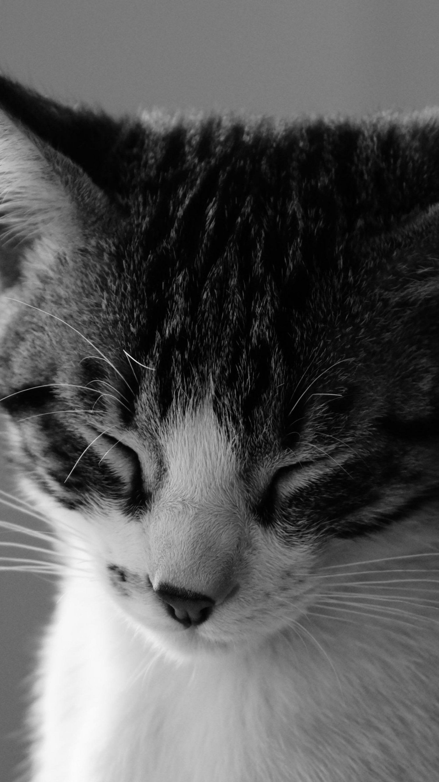 Kitty Cat Wallpaper - 1440x2560 Wallpaper - teahub.io