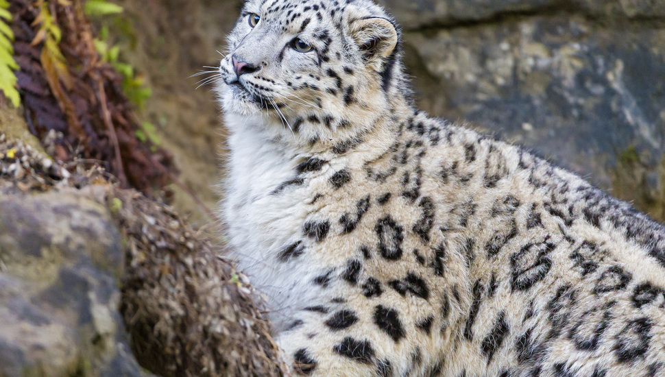 Irbis, Look, Snow Leopard, Ctambako The Jaguar, Kitty, - Snow Leopard ...