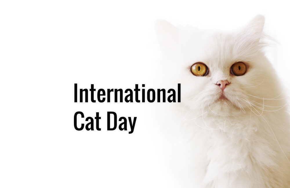 International Cat Day White Cat Wallpaper British Longhair 1000x650 Wallpaper Teahub Io