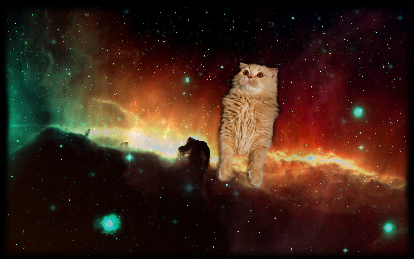 Space Cat - 1440x900 Wallpaper - teahub.io
