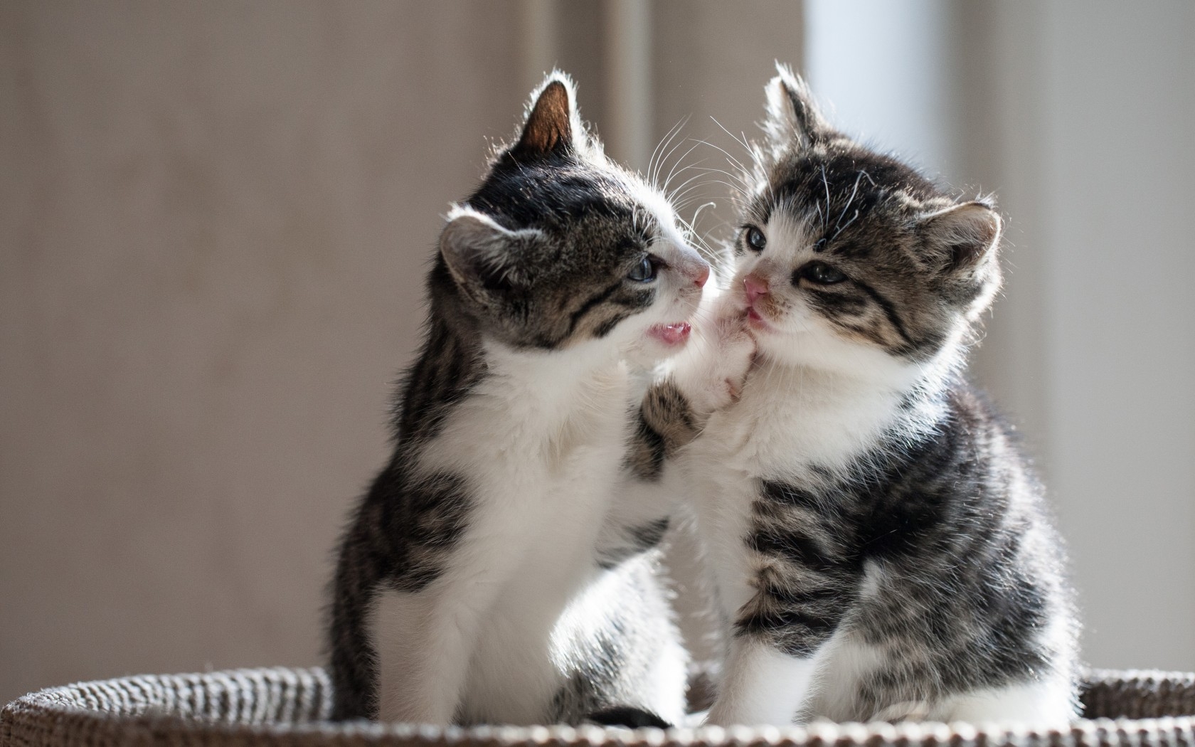 Cute Cat Couple Images Download 1680x1050 Wallpaper