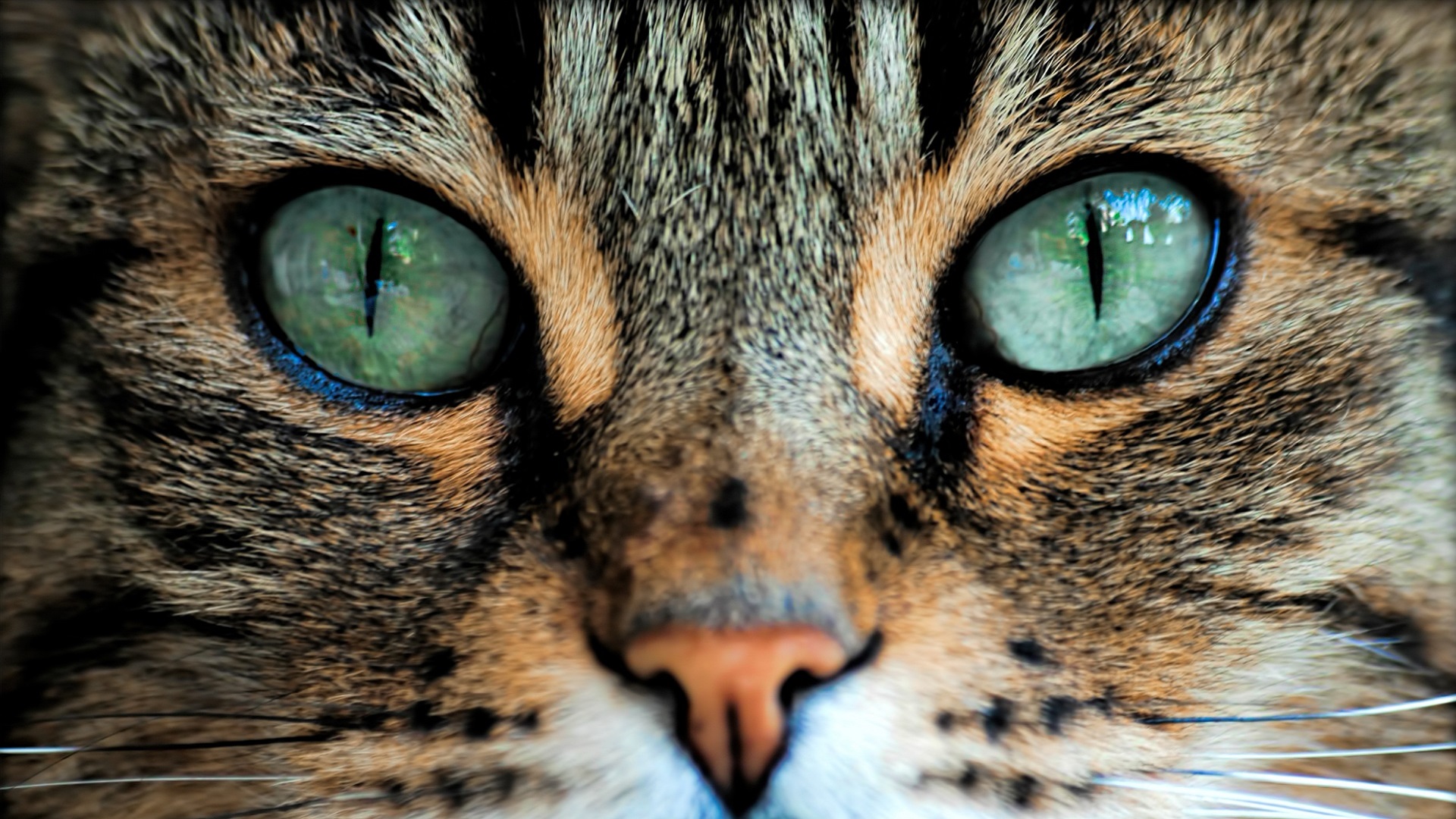 Cat Eyes - HD Wallpaper 