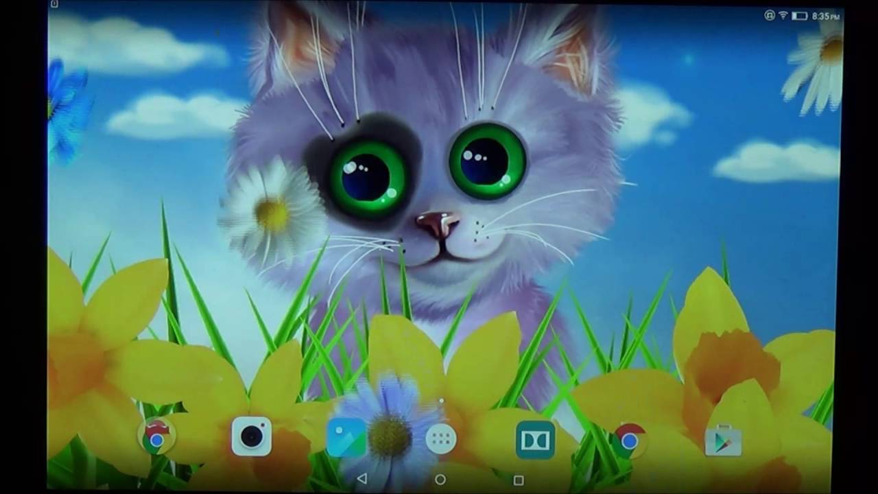 Kitten X Wallpaper Teahub Io