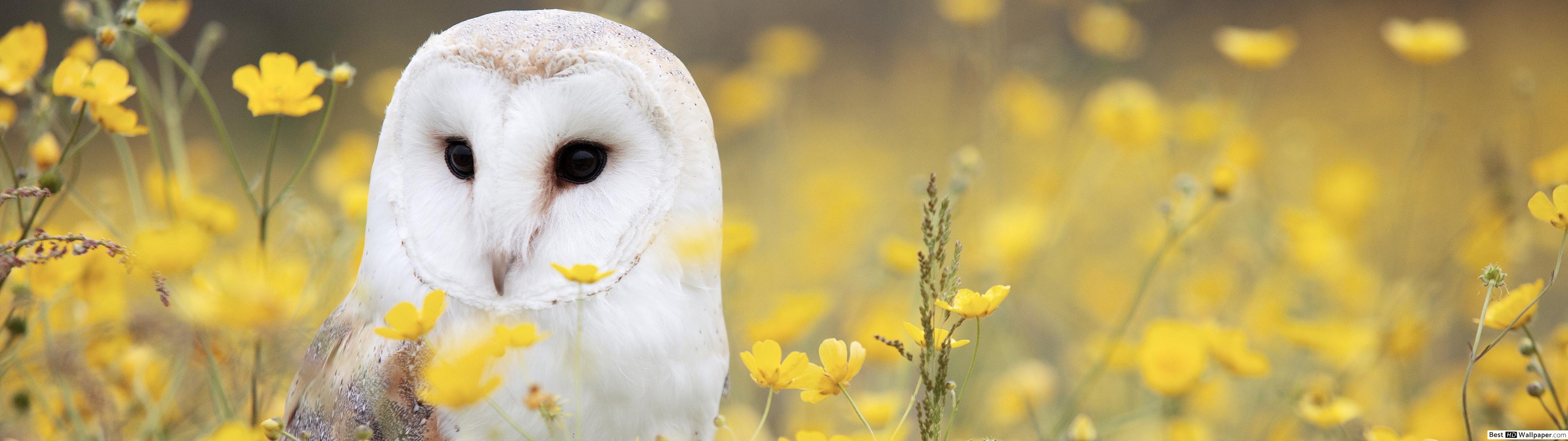 Barn Owl In Field - HD Wallpaper 