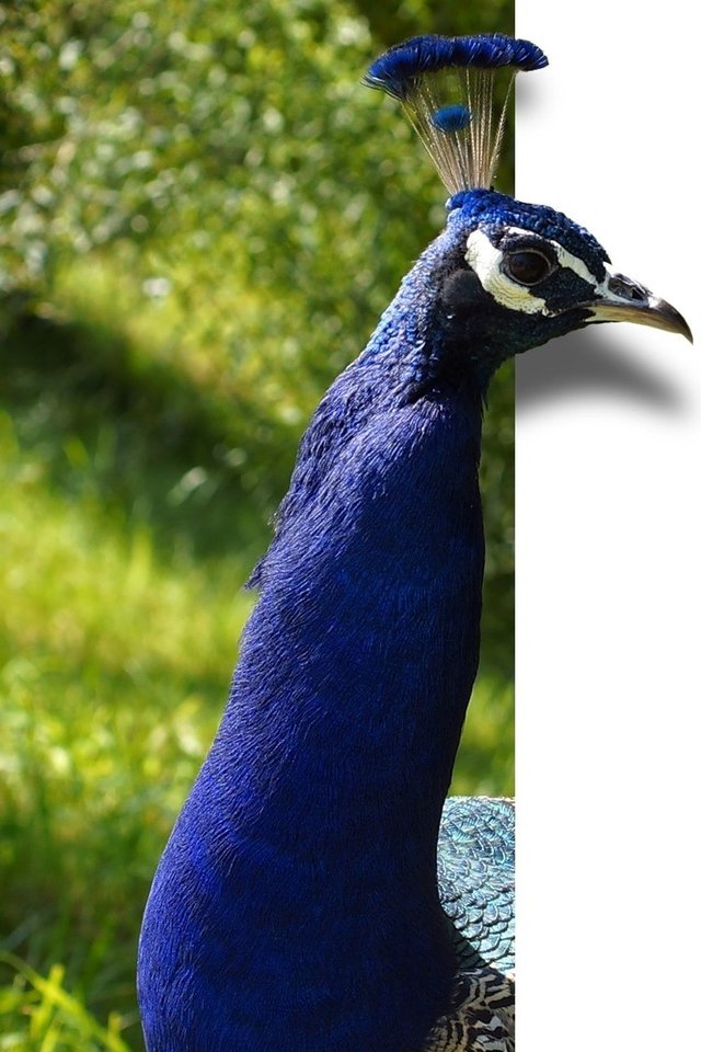 Peacock, Bird, Feather, Blue, Map, Ebv, Image Editing - Hd Bird Color  Background - 640x960 Wallpaper 