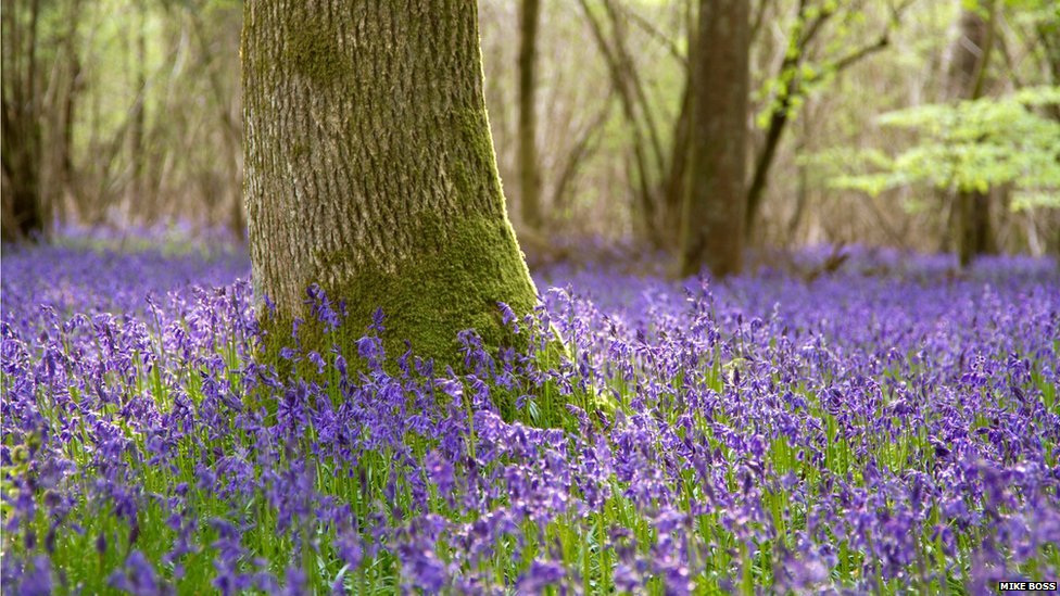 Bluebells - 976x549 Wallpaper - teahub.io