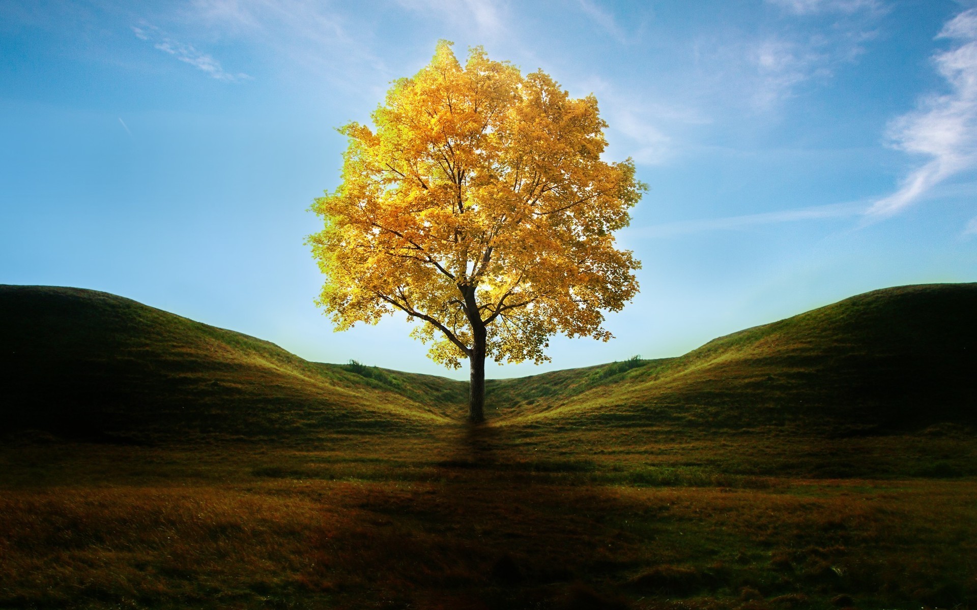 Yellow Tree - 1920x1200 Wallpaper - teahub.io