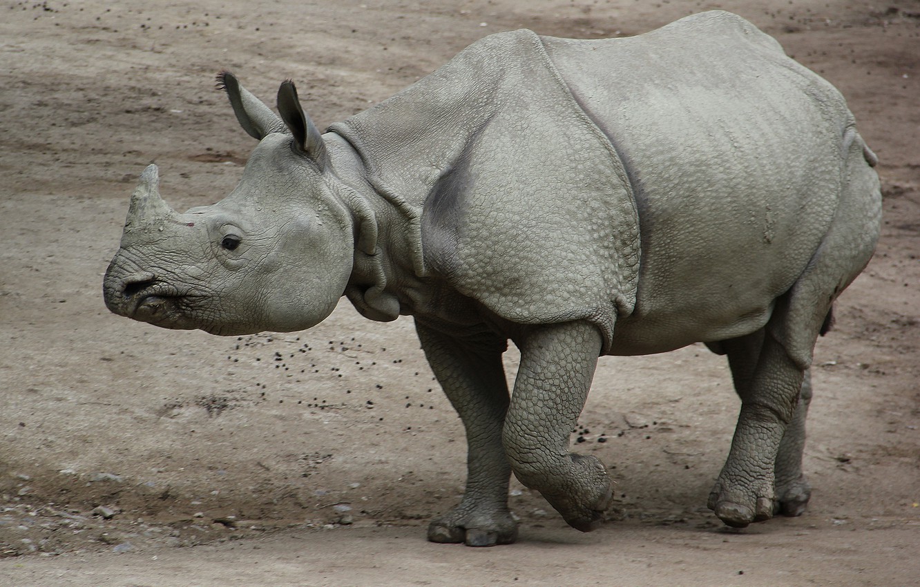 rhinoceros 7 download free