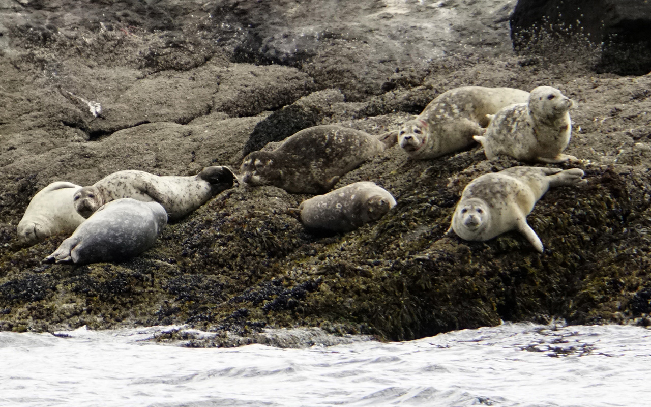 Harbor Seals Hauled Out On Rocks - Herd - HD Wallpaper 