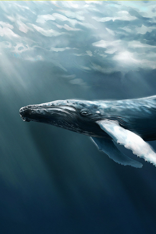 Com Apple Wallpaper Humpback-whale Iphone4 - 640x960 Wallpaper - teahub.io