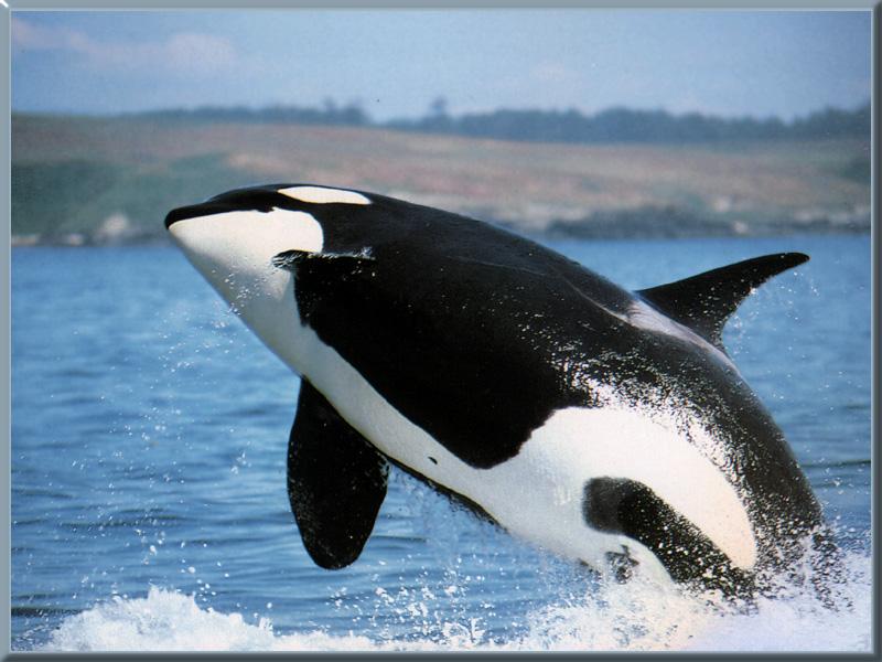 Free Killer Whale Wallpaper Wallpapers Download - Half Cat Half Shark - HD Wallpaper 