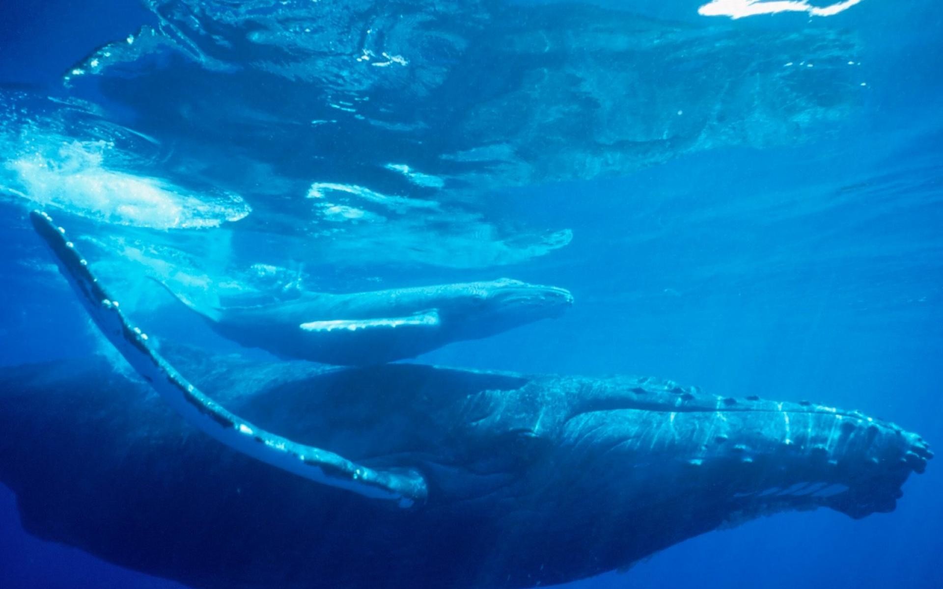 High Resolution Blue Whale - HD Wallpaper 