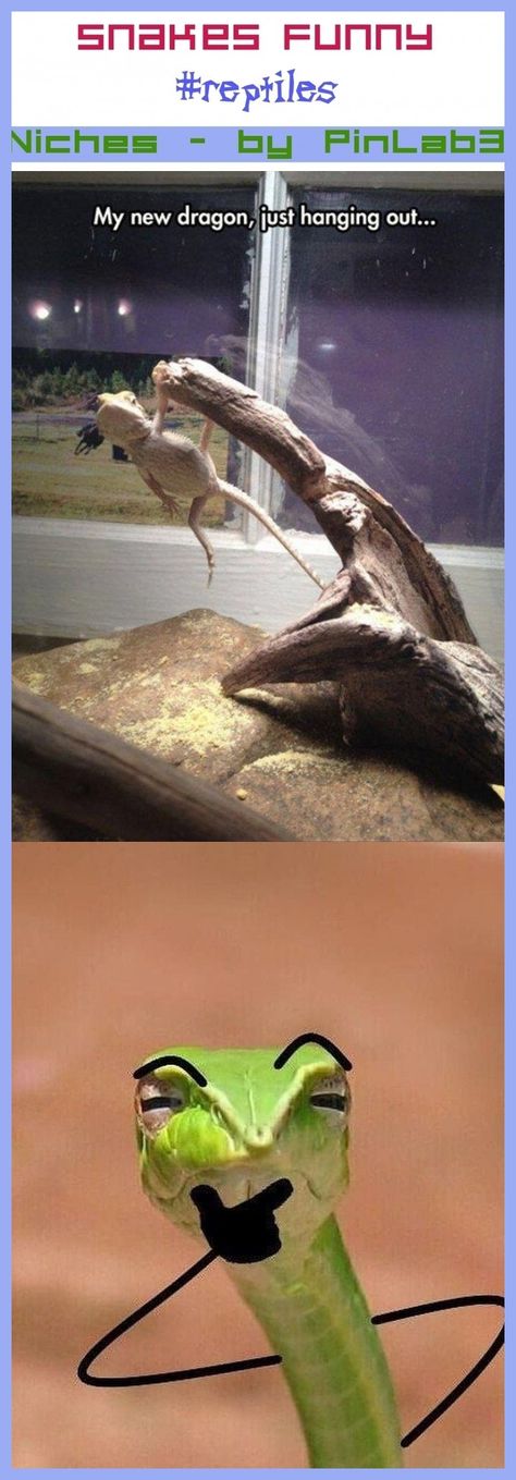 Snakes Funny - Driftwood In Bearded Dragon Cage - 474x1359 Wallpaper ...