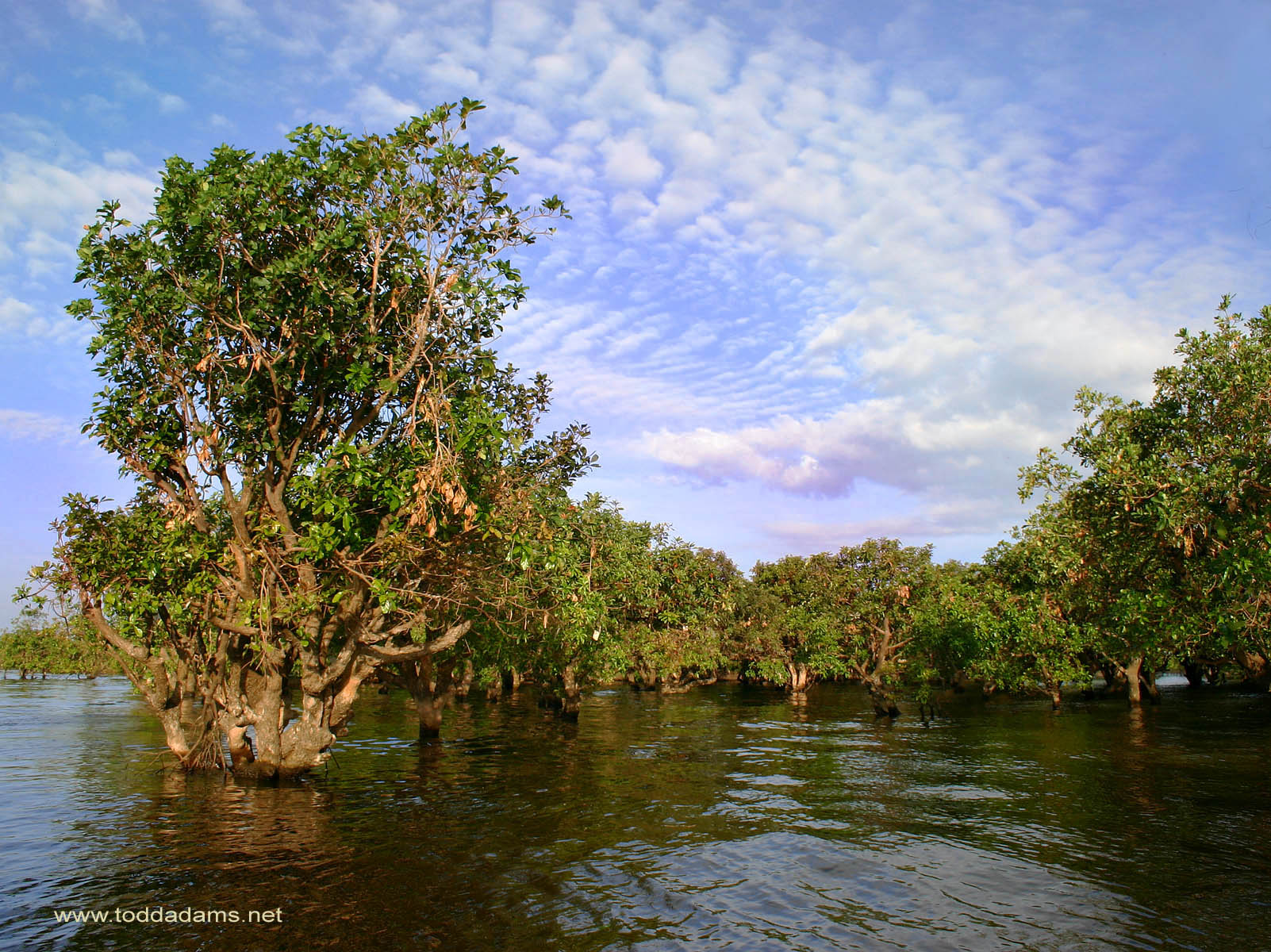 Mangrove Forest In Indonesia - HD Wallpaper 