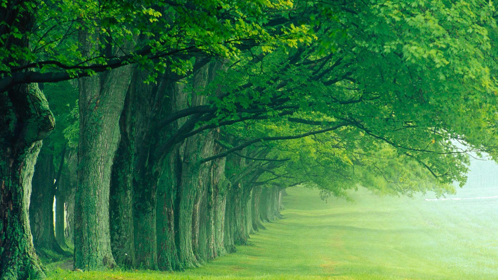 Green Trees - HD Wallpaper 